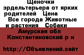 Щеночки эрдельтерьера от ярких родителей › Цена ­ 25 000 - Все города Животные и растения » Собаки   . Амурская обл.,Константиновский р-н